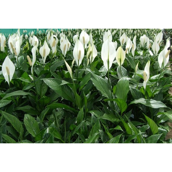 cây lan ý (cây buồm trắng, cây bạch môn) cây lan ý (cây buồm trắng, cây bạch môn)