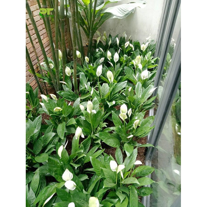 cây lan ý (cây buồm trắng, cây bạch môn) cây lan ý (cây buồm trắng, cây bạch môn)