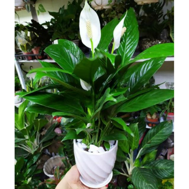 cây lan ý (cây buồm trắng, cây bạch môn) cây lan ý (cây buồm trắng, cây bạch môn)