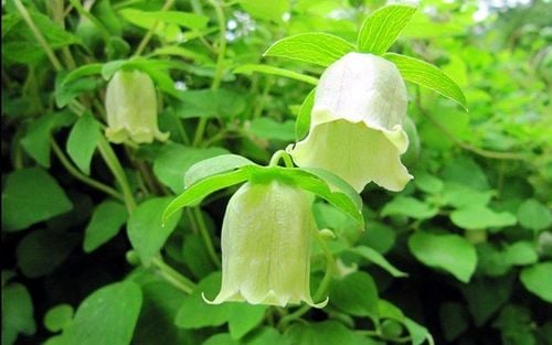 Cây thuốc đẳng sâm