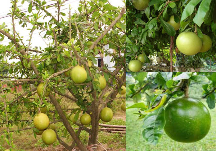 cây giống đào tiên trường sinh cây giống đào tiên trường sinh