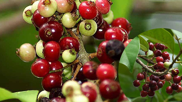 Cây sắn thuyền ( cây xảm thuyền)