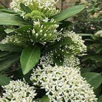 hoa mẫu đơn ta hoa trắng cực thơm (hoa trang trắng)