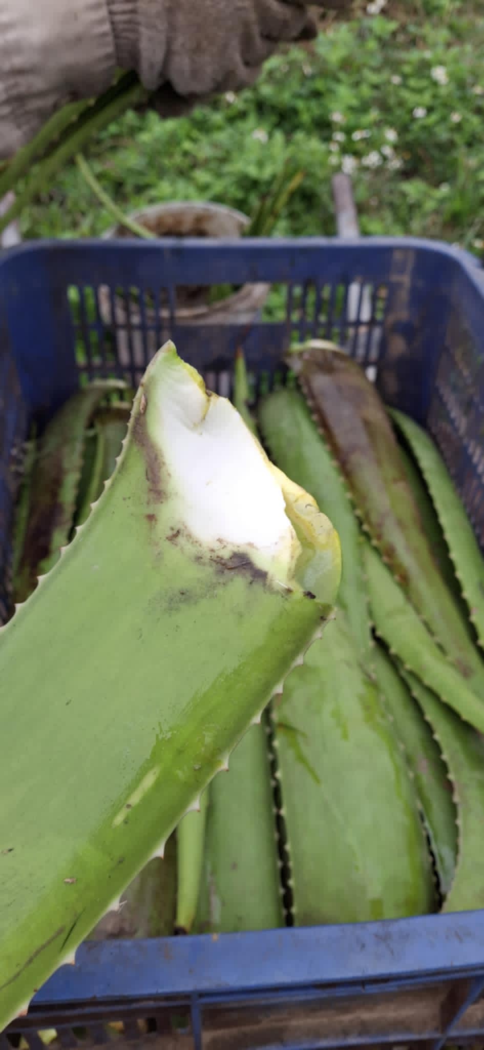 lá-bẹ nha đam tươi sạch trồng hữu cơ thu hái mỗi ngày -1kg lá-bẹ nha đam tươi sạch trồng hữu cơ thu hái mỗi ngày -1kg