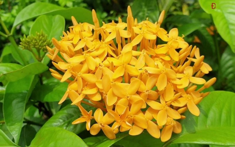 hoa mẫu đơn vàng (hoa trang vàng) hoa mẫu đơn vàng (hoa trang vàng)