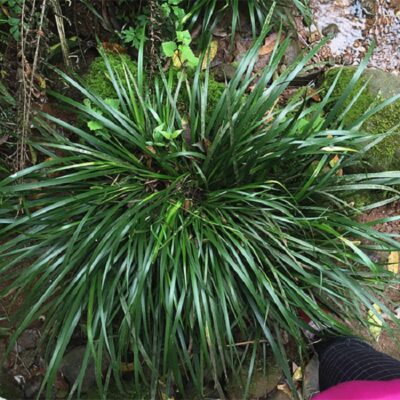 Cây Thạch xương bồ