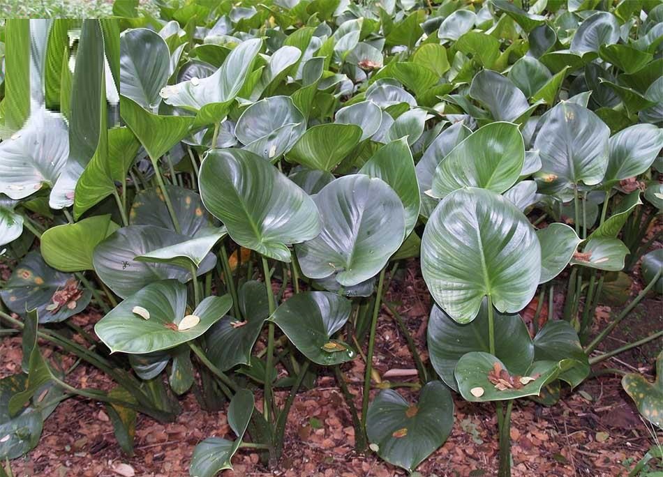 Cây Thiên niên kiện: Vị thuốc quý trị đau xương khớp Cây Thiên niên kiện: Vị thuốc quý trị đau xương khớp