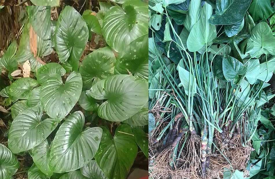 Cây Thiên niên kiện: Vị thuốc quý trị đau xương khớp Cây Thiên niên kiện: Vị thuốc quý trị đau xương khớp