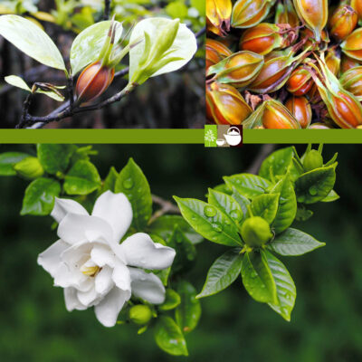 Cây Chi tử: Vị thuốc thanh nhiệt