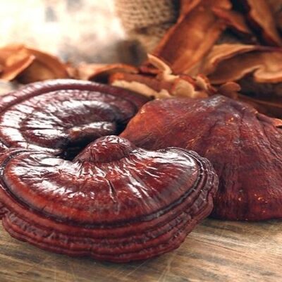 Nấm linh chi đỏ rừng tự nhiên