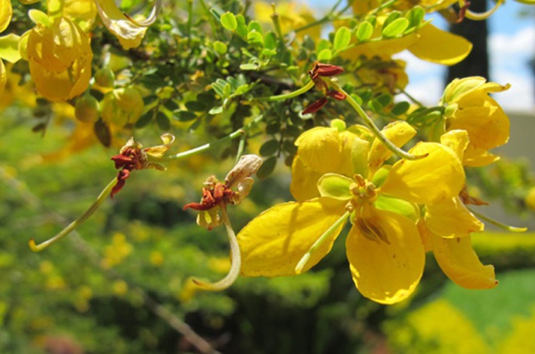 Cây Tô mộc Cây Tô mộc