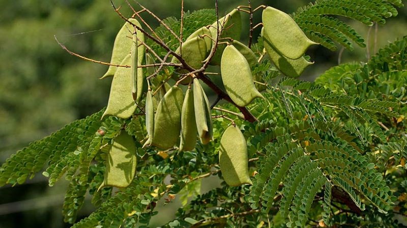 Cây Tô mộc Cây Tô mộc