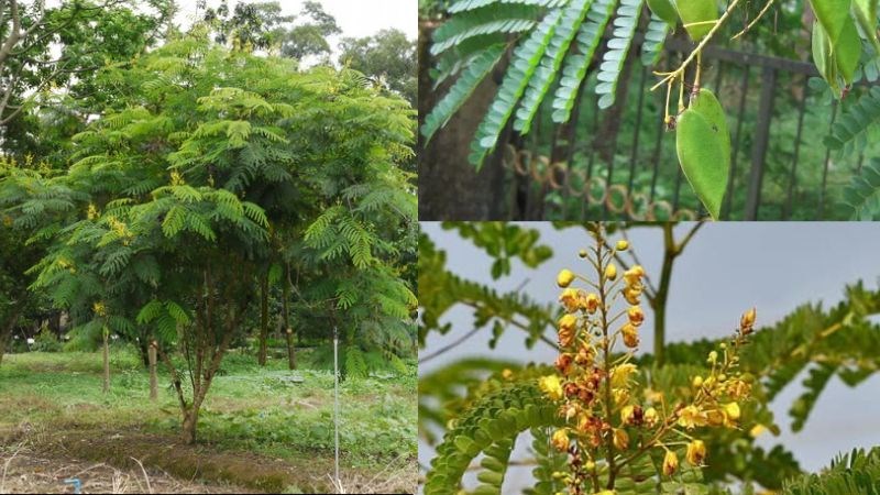 Cây Tô mộc Cây Tô mộc