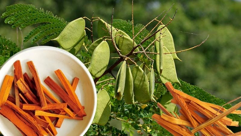 Cây Tô mộc Cây Tô mộc