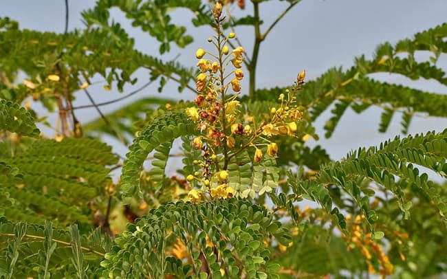 Cây Tô mộc Cây Tô mộc