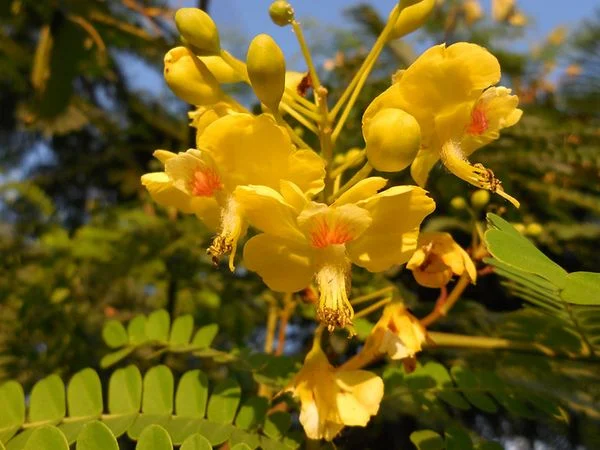 Cây Tô mộc Cây Tô mộc