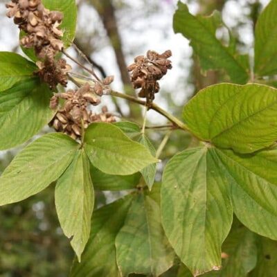 Cây GIỐNG Hàm Xì (tóp mỡ lá lớn, niễng cái) cây dược liệu quý