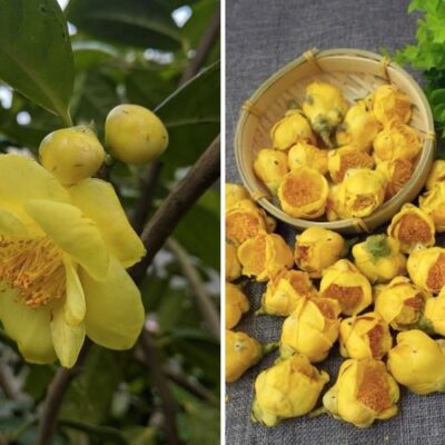 bầu cây giống trà hoa vàng ba chẽ quảng ninh