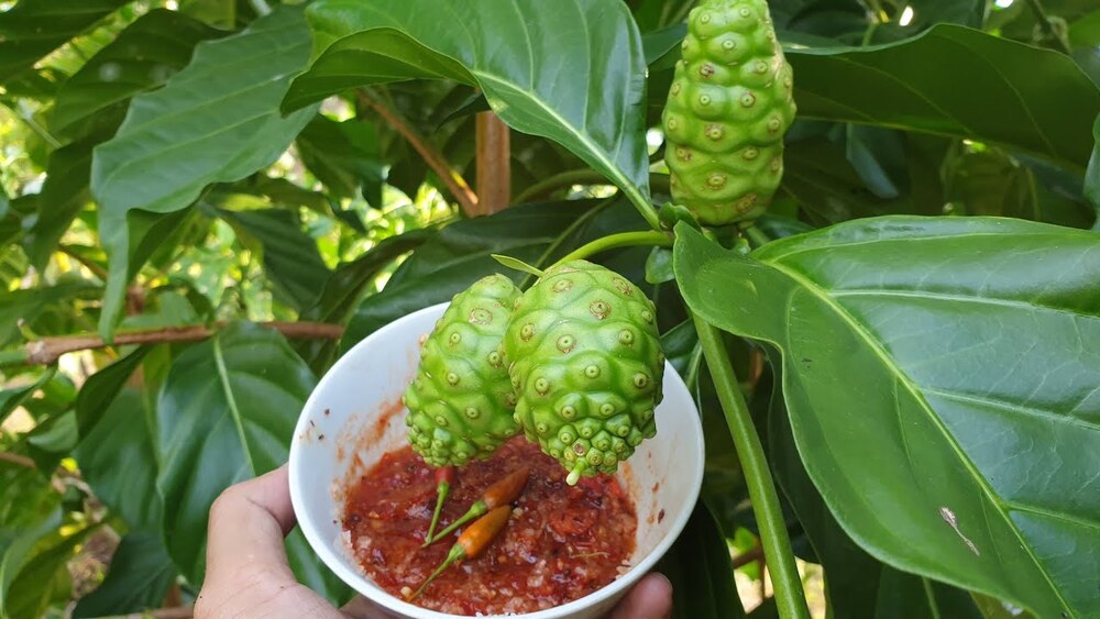 cây nhàu cây nhàu