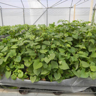 cây giống rau diếp cá (rau dấp tanh)