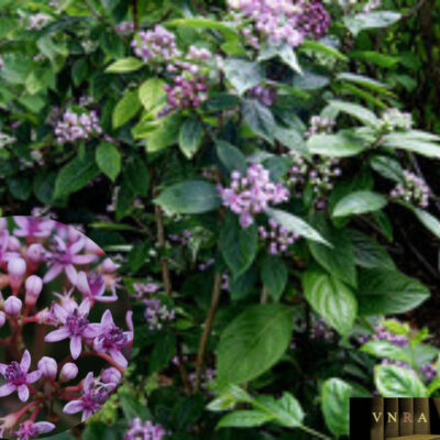 CÂY GIỐNG Cây Trường Sơn