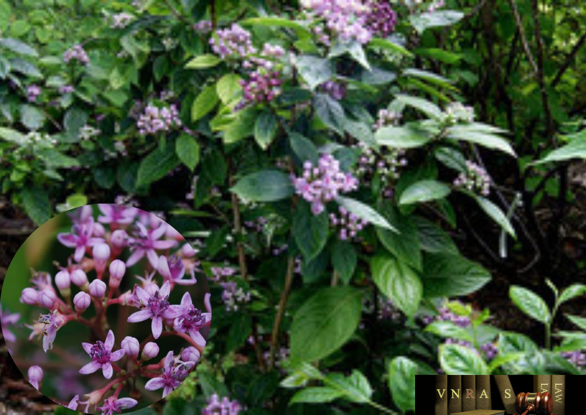 CÂY GIỐNG Cây Trường Sơn CÂY GIỐNG Cây Trường Sơn