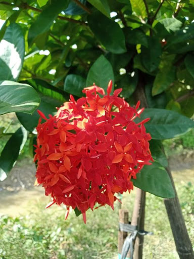 hoa mẫu đơn đỏ hồng (hoa trang đỏ) hoa mẫu đơn đỏ hồng (hoa trang đỏ)