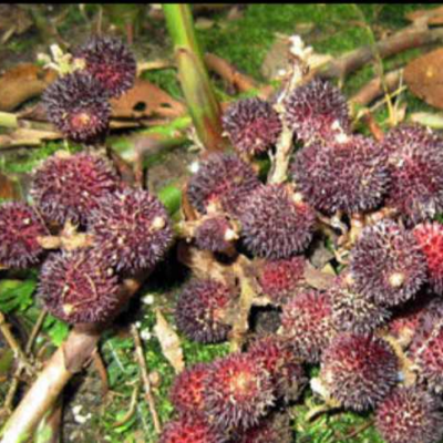 CÂY GIỐNG SA NHÂN ĐỎ ( SA NHÂN TÍM )