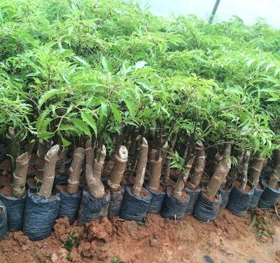 Giống cây đinh lăng ta nếp lá nhỏ