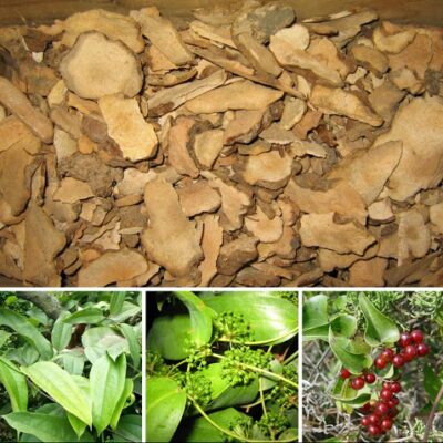 Cây thổ phục linh