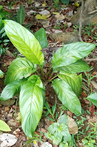 Cây Râu hùm (Tacca chantrieri André) : Vị thuốc trị tê thấp hiệu quả Cây Râu hùm (Tacca chantrieri André) : Vị thuốc trị tê thấp hiệu quả