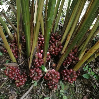 CÂY GIỐNG THẢO QUẢ