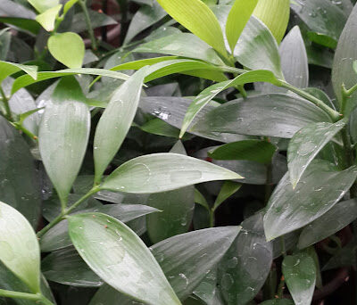 Cây Kim Giao (Kim Giao Núi Đá - Nageia fleuryi (Hick.)