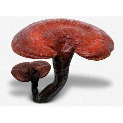 Nấm linh chi rừng hồng ( hồng chi)