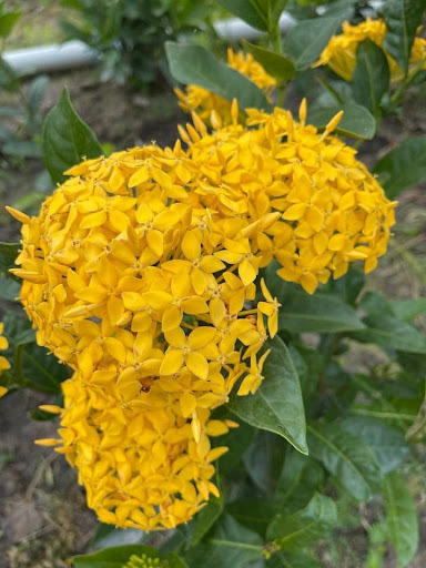 hoa mẫu đơn vàng (hoa trang vàng) hoa mẫu đơn vàng (hoa trang vàng)