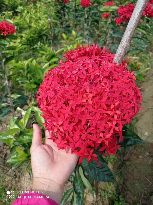 hoa mẫu đơn đỏ hồng (hoa trang đỏ) hoa mẫu đơn đỏ hồng (hoa trang đỏ)