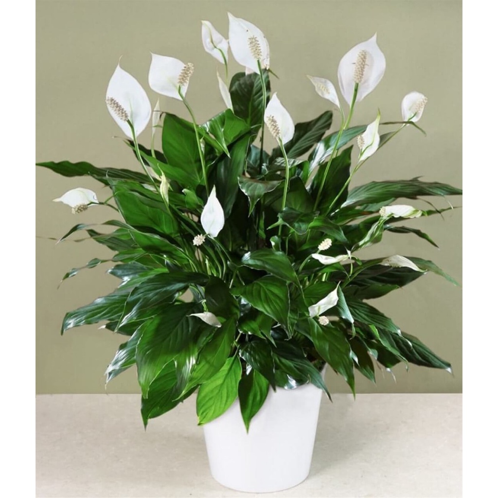 cây lan ý (cây buồm trắng, cây bạch môn) cây lan ý (cây buồm trắng, cây bạch môn)