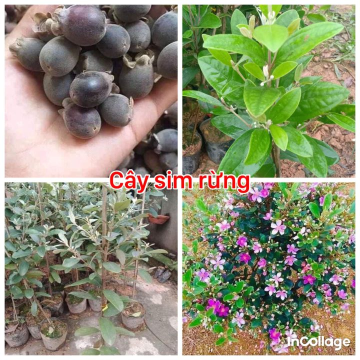 Cây hoa sim rừng Cây hoa sim rừng