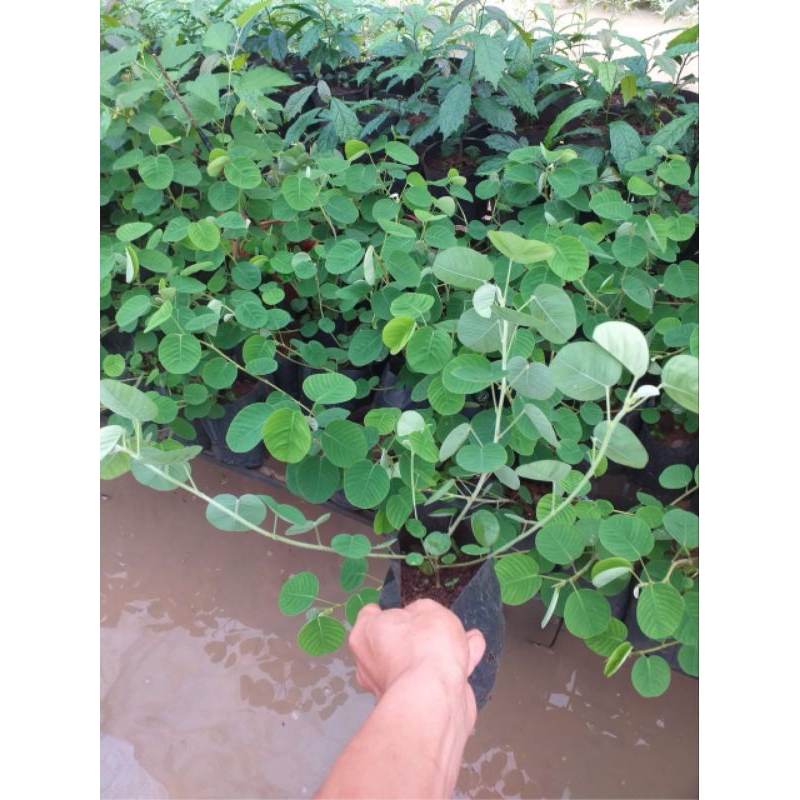 Cây kim tiền thảo (dược liệu) Cây kim tiền thảo (dược liệu)