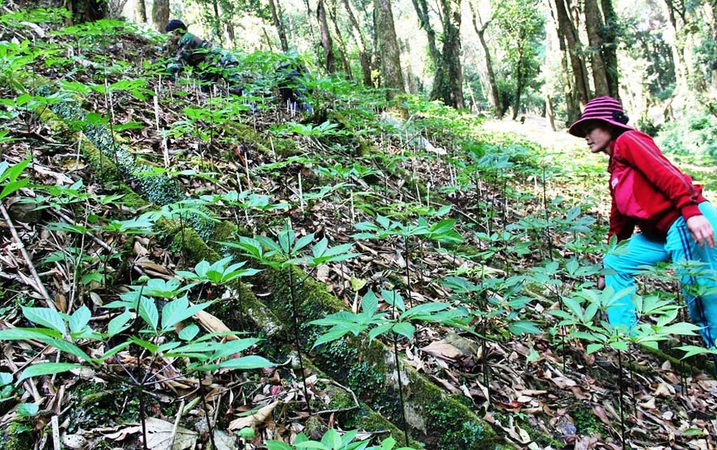 CÂY GIỐNG SÂM NGỌC LINH CÂY GIỐNG SÂM NGỌC LINH