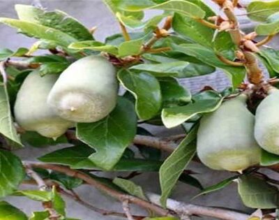 Cây dây trâu cổ leo