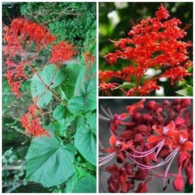 Cây thuốc xích đồng nam