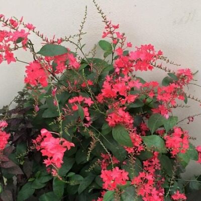 Cây Xích hoa xà hay Đuôi công hoa đỏ