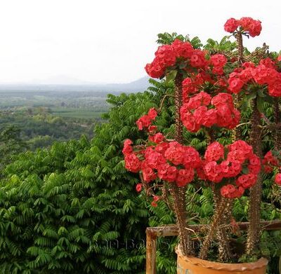 Xương Rồng bát tiên