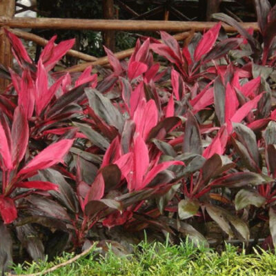 cây huyết dụ đỏ