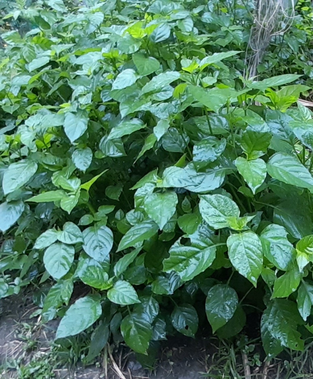 RAU NGÓT NHẬT RAU NGÓT NHẬT