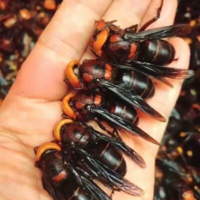 Ong đất cánh đen trị xương khớp - 1KG