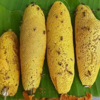 Sáp mật ong RUỒI nguyên tổ 1kg