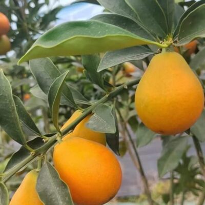 cây giống kim quất (quất ngọt Đài Loan)