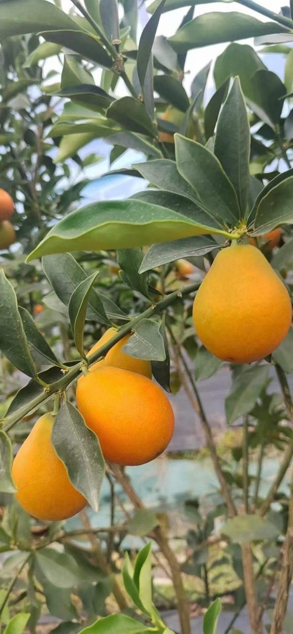 cây giống kim quất (quất ngọt Đài Loan) cây giống kim quất (quất ngọt Đài Loan)